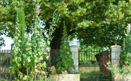 Cimetière vert : pour une dernière demeure plus écologique