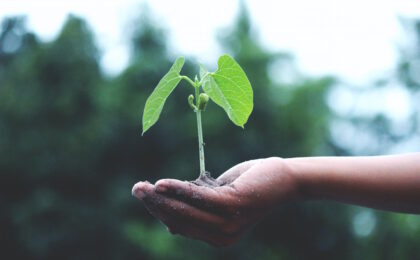 La petite plante