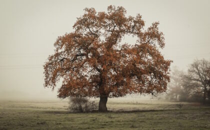 Le saule