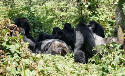 Deuil chez les gorilles : les primates aussi pleurent leurs proches