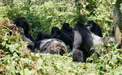 Deuil chez les gorilles : les primates aussi pleurent leurs proches