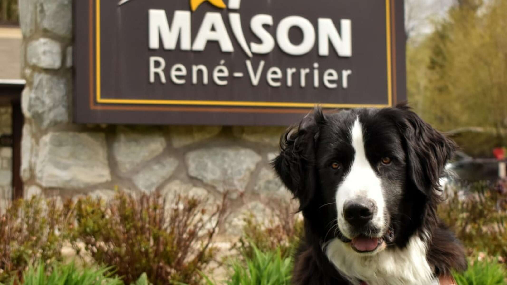 chien soins palliatifs