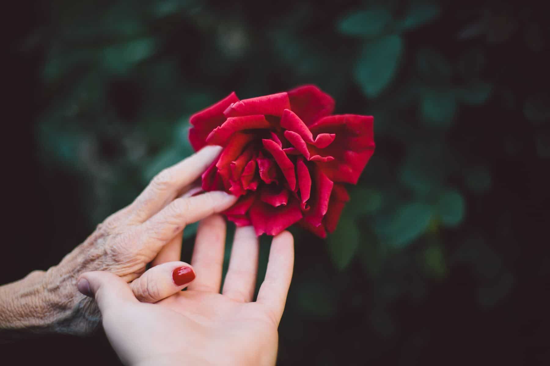 deux mains vieille et jeune rose