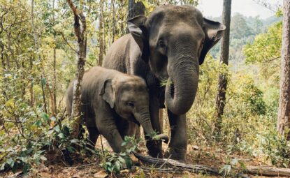 Un troupeau d’éléphants organise un cortège funéraire pour un de leurs bébés
