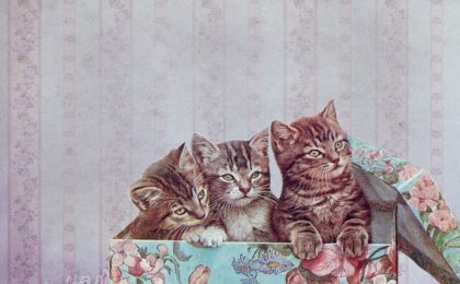 Comment faire un cercueil en carton pour votre animal de compagnie ?