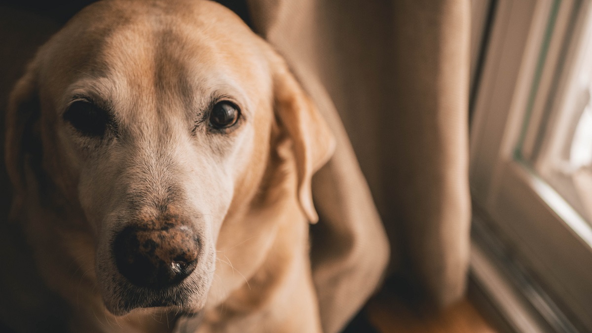 labrador-chien-animal-de-compagnie