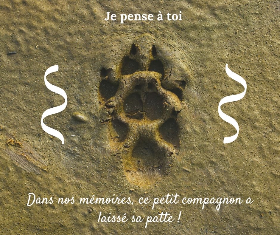 Cartes de condoléance suite à la perte d