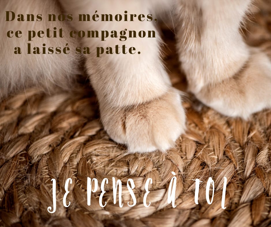 Cartes De Condoleance Suite A La Perte D Un Chat Ou D Un Chien Cartes De Condoleance Suite A La Perte D Un Chat Ou D Un Chien