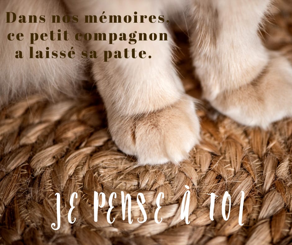 Cartes De Condoleance Suite A La Perte D Un Chat Ou D Un Chien