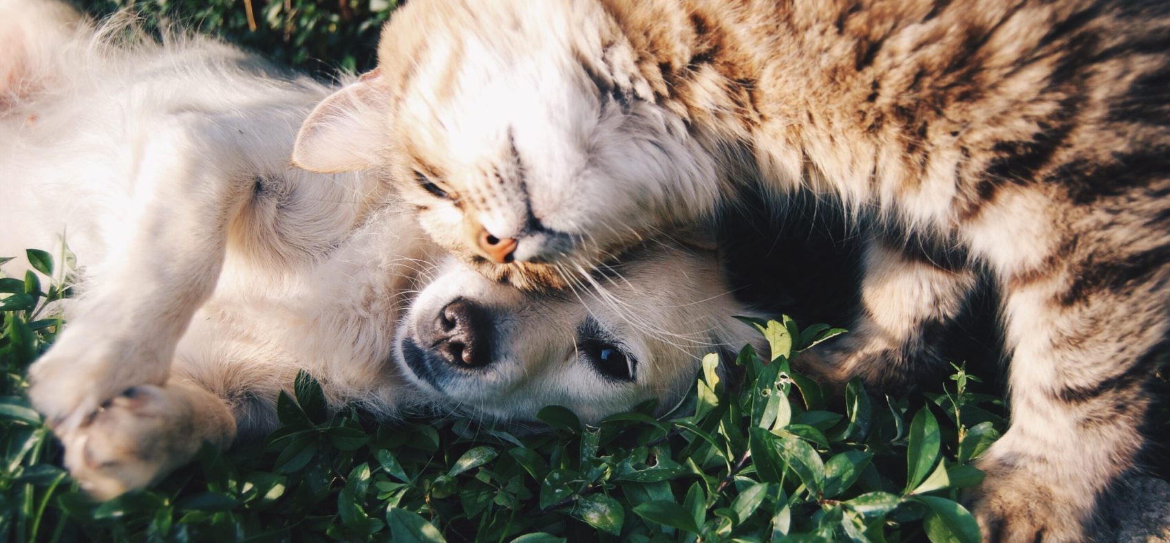 chien-chat-condoléance-carte