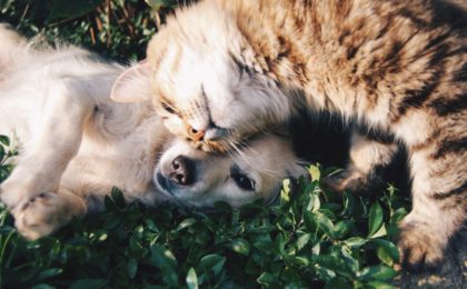 Carte de condoléances suite à la perte d’un chat ou d’un chien