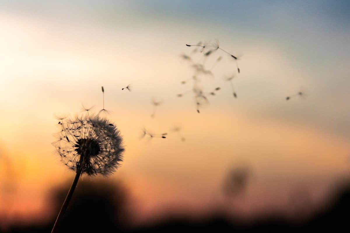 dispersion de cendres-crémation