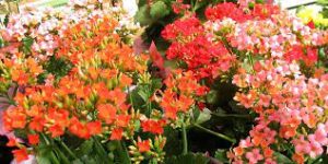 kalanchoe