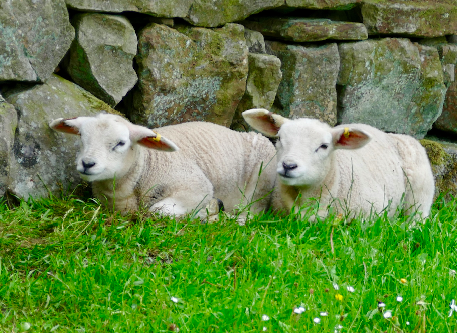 Idées cimetières : des moutons à Marmande