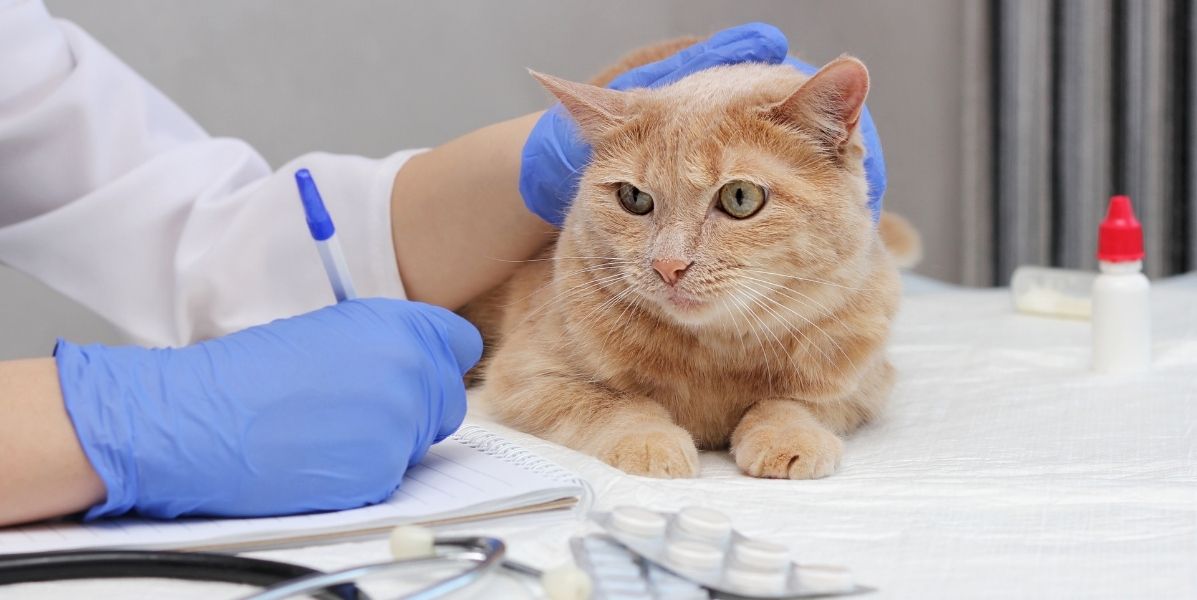 euthanasie -chat