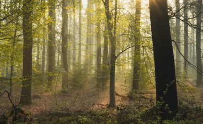 Plantez un arbre en hommage à un défunt