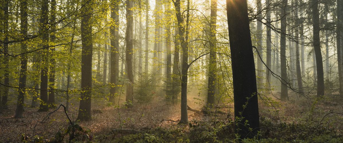 Dans nos coeurs et leurs arbres hommage