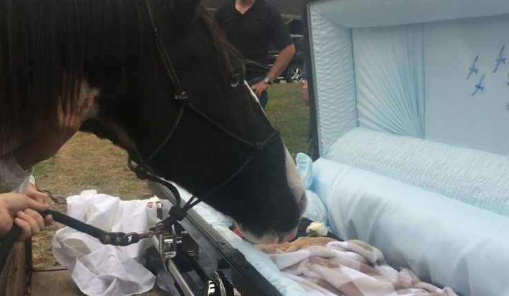 Un cheval embrasse une dernière fois son maître