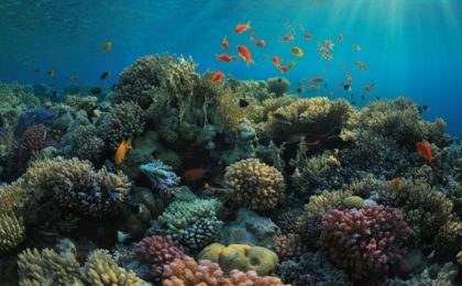 Un cimetière sous-marin au large des côtes de Miami
