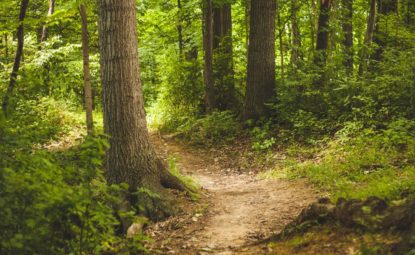Une forêt cinéraire voit le jour en Alsace !