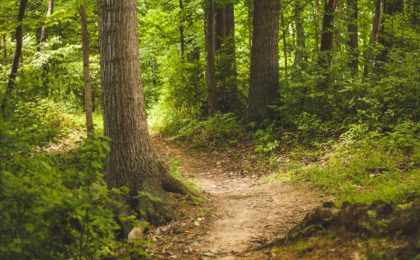 Une forêt cinéraire voit le jour en Alsace !